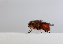 Calliphora ochracea