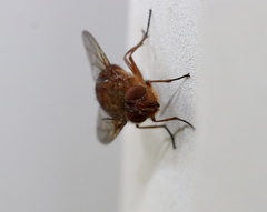 Calliphora ochracea