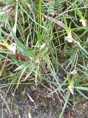 Laxmannia orientalis