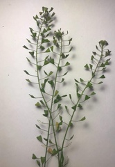 Capsella bursa-pastoris
