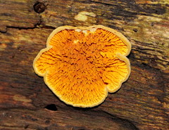 Pseudomerulius