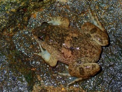 Occidozyga laevis