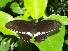 Papilio polytes