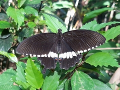 Papilio polytes