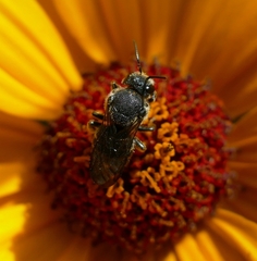 Stelis punctulatissima