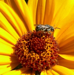Stelis punctulatissima