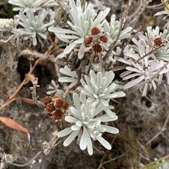 Crossostephium chinense
