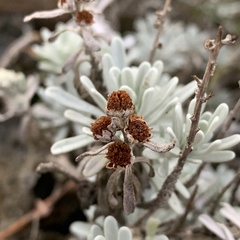 Crossostephium chinense