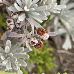 Crossostephium chinense
