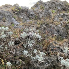 Crossostephium chinense