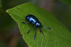 Platycorynus peregrinus