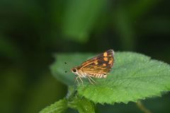 Taractrocera ceramas