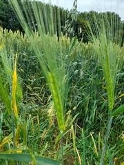 Hordeum vulgare