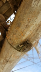 Nectria pseudotrichia