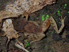 Platymantis dorsalis