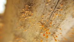 Nectria pseudotrichia