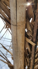 Nectria pseudotrichia