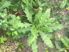 Cirsium arvense