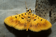 Pilocrocis dichocrosialis
