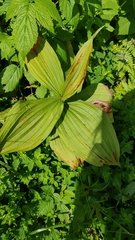Veratrum album