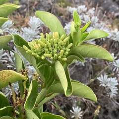 Parsonsia alboflavescens