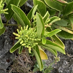 Parsonsia alboflavescens