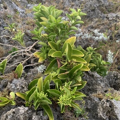 Parsonsia alboflavescens