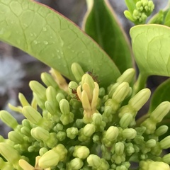 Parsonsia alboflavescens