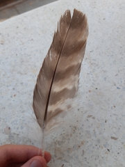 Accipiter gentilis
