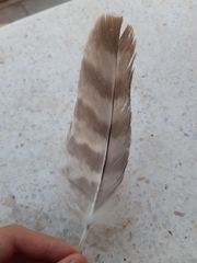 Accipiter gentilis