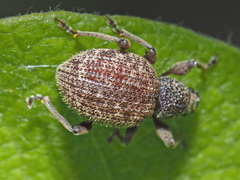 Otiorhynchus crataegi