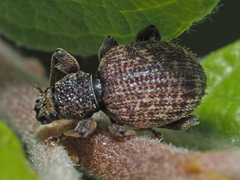 Otiorhynchus crataegi