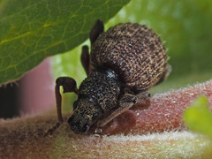 Otiorhynchus crataegi