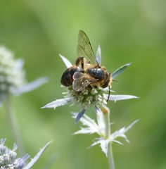 Andrena rosae