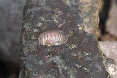 Chiton