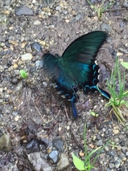 Papilio dehaanii