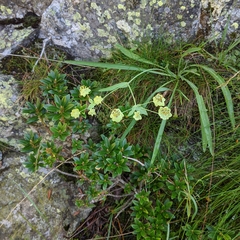 Bupleurum stellatum