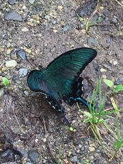 Papilio dehaanii