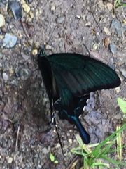 Papilio dehaanii