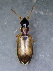 Philorhizus melanocephalus