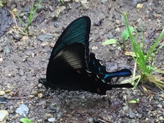 Papilio dehaanii
