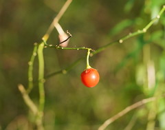 Solanum pseudocapsicum