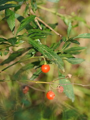 Solanum pseudocapsicum