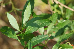 Solanum pseudocapsicum