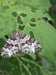 Electrophaes corylata