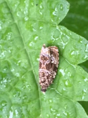 Syricoris