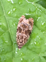Syricoris