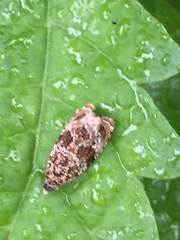 Syricoris