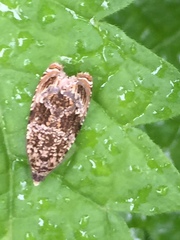 Syricoris