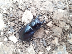 Lucanus barbarossa